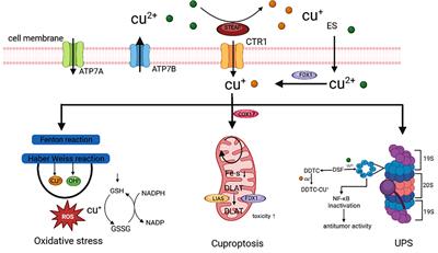 Cuproptosis: emerging biomarkers and potential therapeutics in cancers